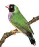 click for info on Available Birds for sale