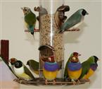 gouldian finches for sale