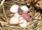 Gouldian finch - just hatched