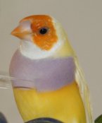 Orange-head Yellow-back Gouldian finch