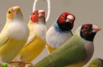 Gouldian finches-Lakeview Aviary North Carolina